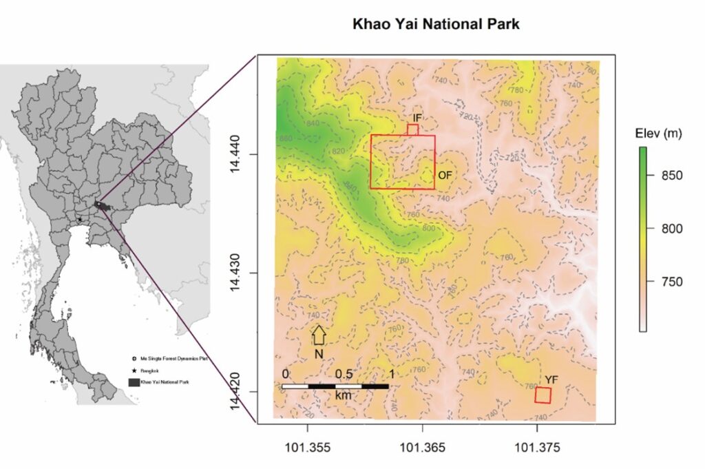 Study sites in a young (YF), an intermediate (IF) and an old growth (OF) forest in Khao Yai National Park, Thailand. The IF plot refers to intermediate, stem-exclusion stage forest with no tower (Figure from Tor-ngern et al., 2021).